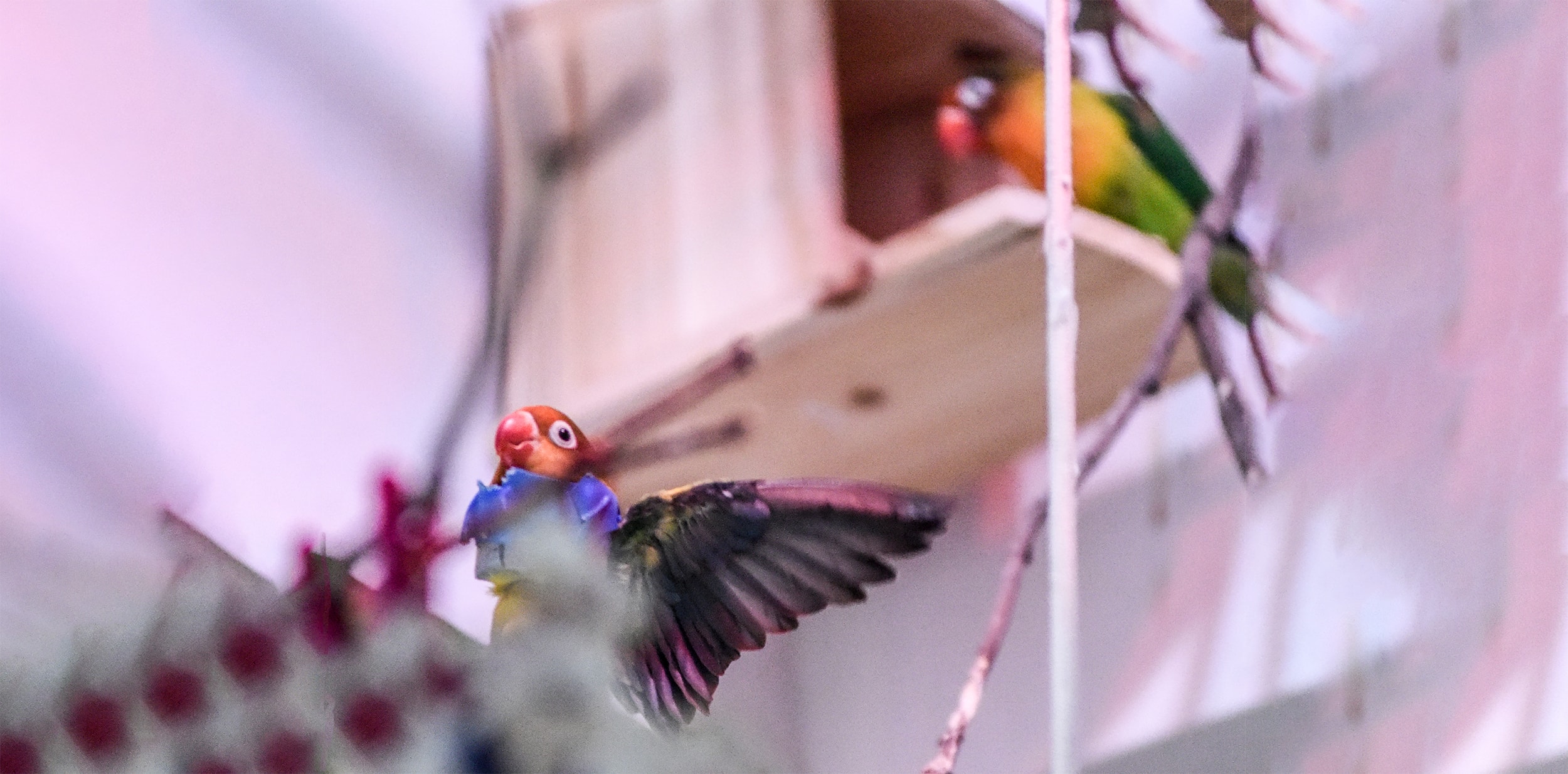 two artist birds do their thing